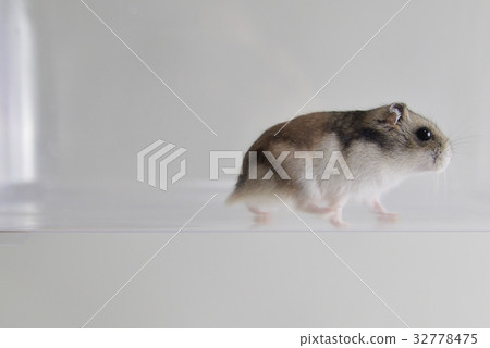 倉鼠 倉鼠 32778475