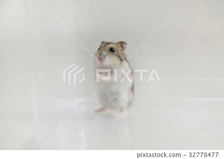 倉鼠 倉鼠 32778477