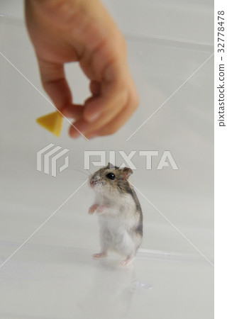Feed the hamster Feed the hamster 32778478