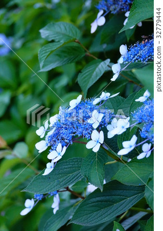 繡球花長野 32779444