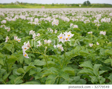 Potato field with full of pretty flowers 32779549