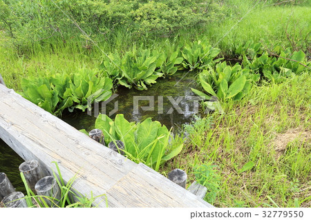 Clear stream of six military guard digs at Ozegahara Shimoda 32779550