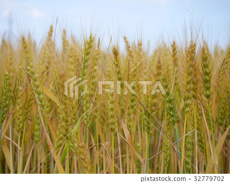 Ripe golden wheat ready for harvest Ripe golden wheat ready for harvest 32779702