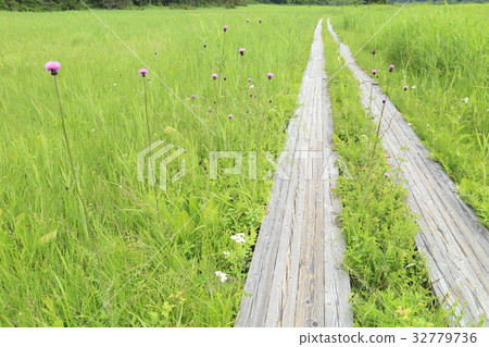 Summer of Oze Shimodadai wooden path and thistle 32779736