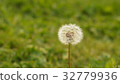 Dandelion on green nature blurred background 32779936