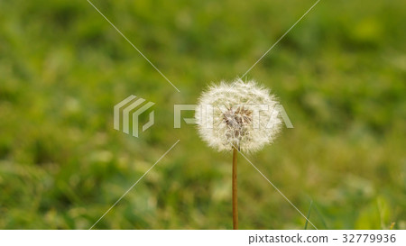 Dandelion on green nature blurred background Dandelion on green nature blurred background 32779936
