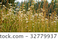 Summer landscape with flowers in the park 32779937