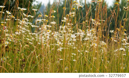 Summer landscape with flowers in the park Summer landscape with flowers in the park 32779937