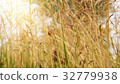 Summer nature background 32779938