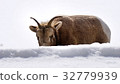 mountain goat in National Park on white background 32779939
