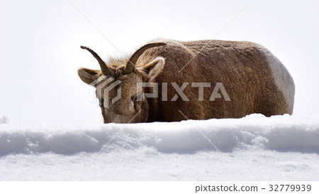 mountain goat in National Park on white background mountain goat in National Park on white background 32779939