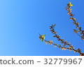 branches tree against blue sky, nature background 32779967