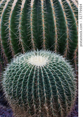 Cactus Cactus 32779984