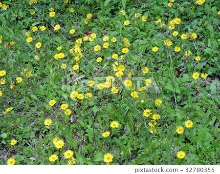 鮮花 鮮花 32780355
