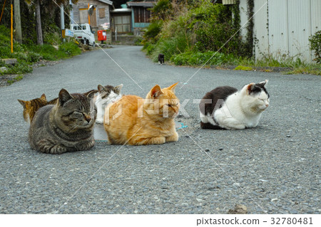 Cat of Tashirojima 32780481