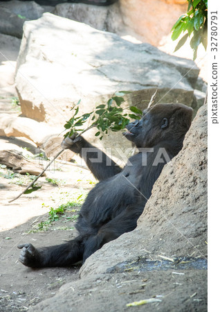 Ueno Zoo | Nishigoririra Ueno Zoo | Nishigoririra 32780791