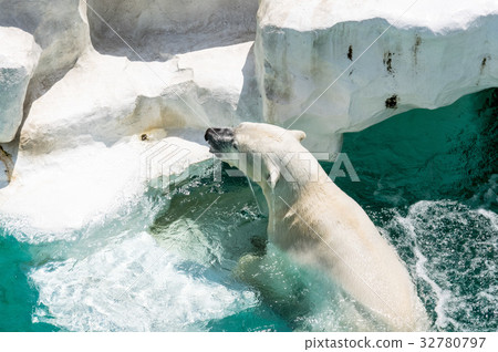 Ueno Zoo | Polar Bear Ueno Zoo | Polar Bear 32780797