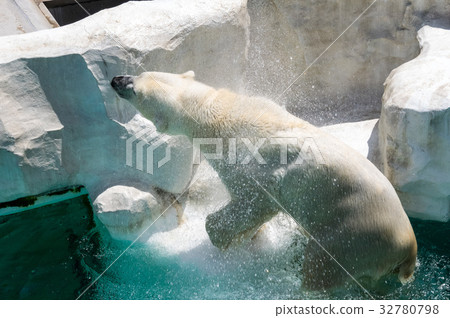 Ueno Zoo | Polar Bear Ueno Zoo | Polar Bear 32780798