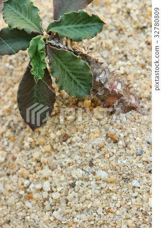 Dorstenia Dorstenia 32780809