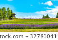 Hokkaido,Summer,Lavender 32781041