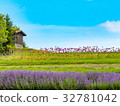 Hokkaido,Summer,Lavender 32781042