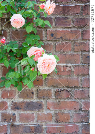 磚棺材和玫瑰（威廉莫里斯） 32781673