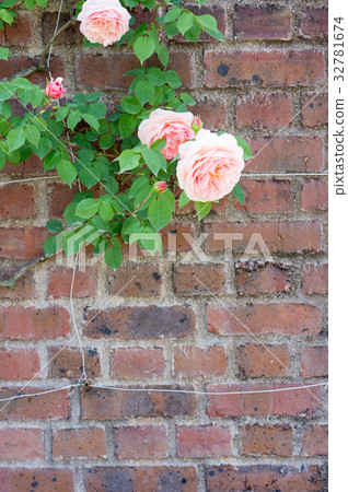 磚棺材和玫瑰（威廉莫里斯） 32781674