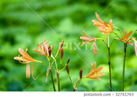 在雜種森林中綻放的狐狸 32781763