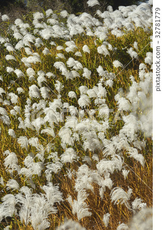 Susuki Susuki 32781779