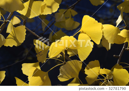 Autumn leaves of ginkgo biloba 32781790