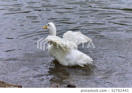 [Wild bird] flapping duck 32782441