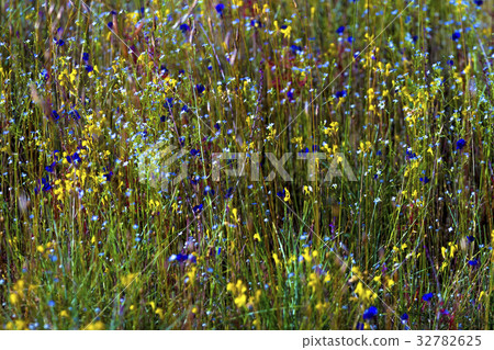 Utricularia delphinoides and field green grass Utricularia delphinoides and field green grass 32782625