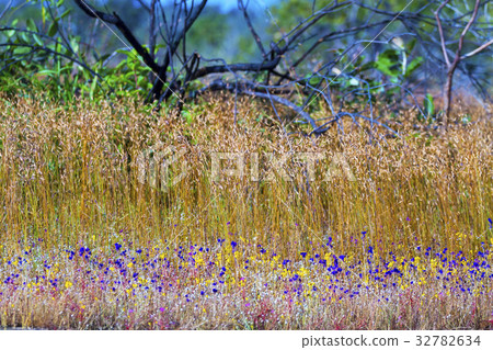Utricularia delphinoides flowe beautiful dry tree Utricularia delphinoides flowe beautiful dry tree 32782634