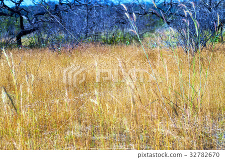 Dry flower grass beautiful with blur forest 32782670