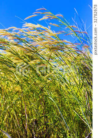 Pennisetum flower beautiful and sky 32782678