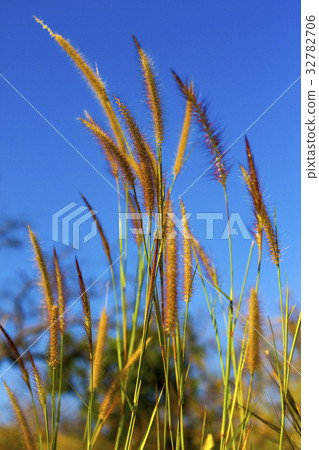 Pennisetum  soft and sky background Pennisetum  soft and sky background 32782706