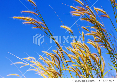 Pennisetum soft and blue background Pennisetum soft and blue background 32782707