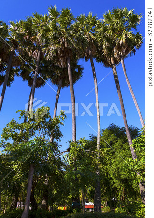 Sugar palm blue sky 32782741