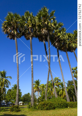 Sugar palm beauty sky 32782742