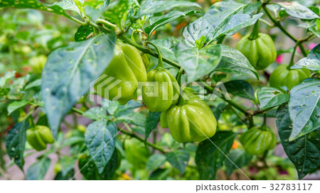 Chili pepper plant closeup Chili pepper plant closeup 32783117