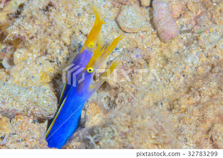 配對哈娜甲蟲 配對哈娜甲蟲 32783299