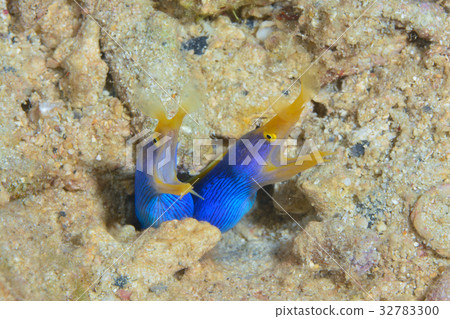 Pairing of Hana beetle 32783300