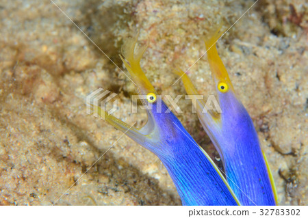 Pairing of Hana beetle 32783302