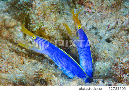 配對哈娜甲蟲 32783303