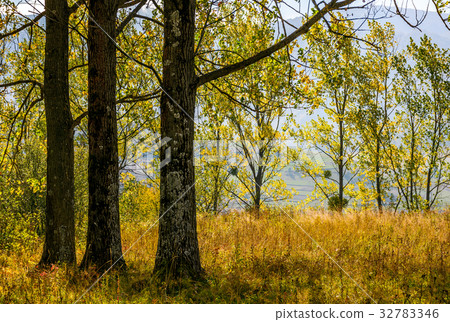 autumn forest in yellow foliage autumn forest in yellow foliage 32783346