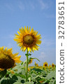 向日葵 32783651