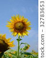 向日葵 32783653