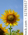 向日葵 32783657