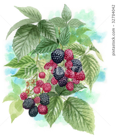 模擬水彩黑莓 32784042