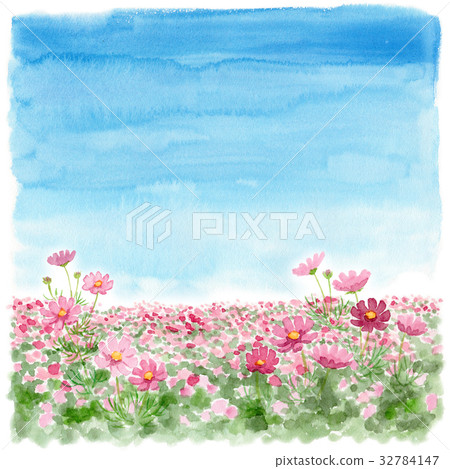 Blue sky and cosmos fields 32784147